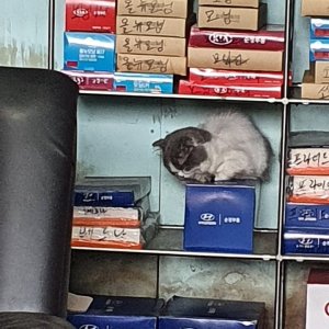 고양이 주인을 찾습니다 고양이 전단지