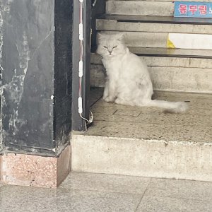 고양이 목격 기타묘종 부산광역시 동구
