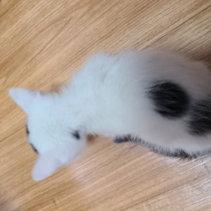 고양이 주인을 찾습니다 고양이 전단지