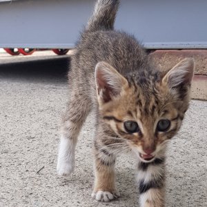 고양이 주인을 찾습니다 기타묘종 경기도 화성시