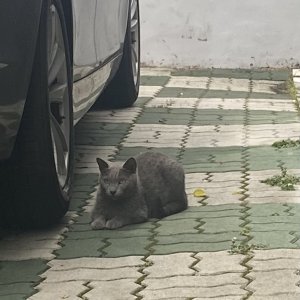 고양이 목격 러시안블루 대구광역시 남구