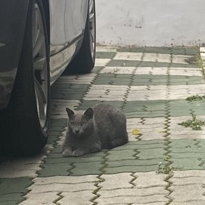 고양이 주인을 찾습니다 고양이 전단지