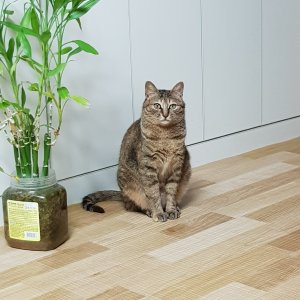 고양이 실종 기타묘종 서울특별시 동작구