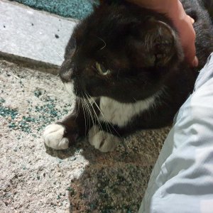 고양이 목격 기타묘종 서울특별시 성북구