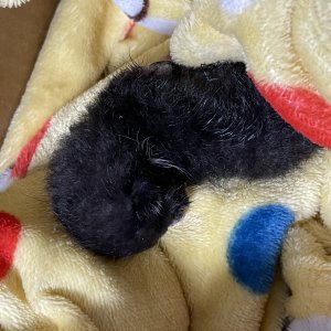 고양이 주인을 찾습니다 고양이 전단지