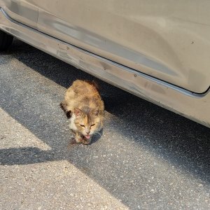 고양이 주인을 찾습니다 고양이 전단지