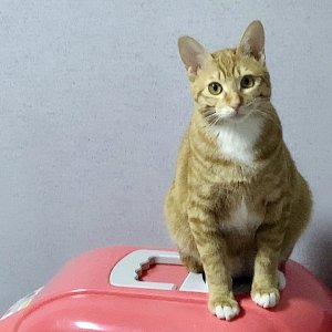 고양이를 찾습니다 코리아쇼트헤어 부산광역시 동래구