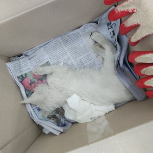 고양이 주인을 찾습니다 고양이 전단지