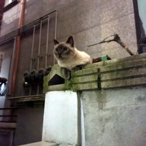 고양이 구조 샴 서울특별시 광진구