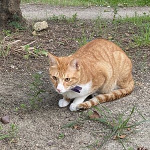 고양이 주인을 찾습니다 고양이 전단지