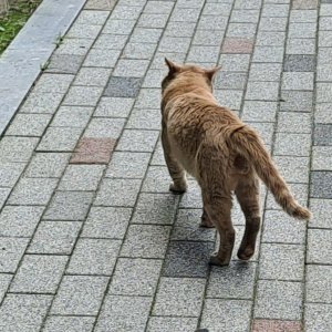 고양이 주인을 찾습니다 기타묘종 충청북도 청주시 상당구