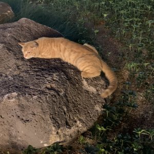 고양이 주인을 찾습니다 기타묘종 서울특별시 용산구