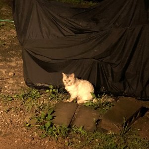 고양이 주인을 찾습니다 고양이 전단지