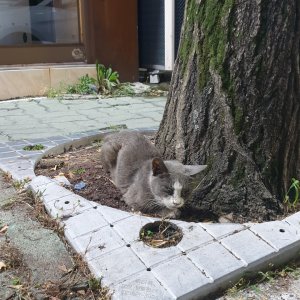 고양이 목격 기타묘종 광주광역시 남구