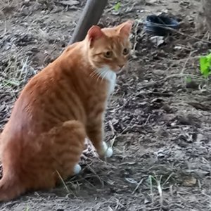 고양이 주인을 찾습니다 고양이 전단지