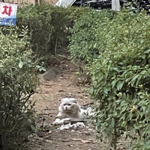 고양이 주인을 찾습니다 고양이 전단지