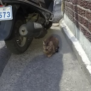 고양이 주인을 찾습니다 벵갈캣 대구광역시 서구