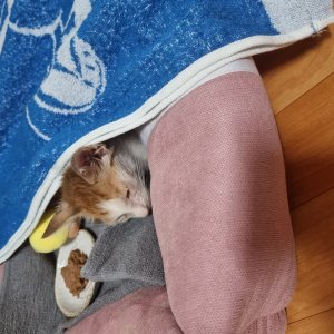 고양이 주인을 찾습니다 고양이 전단지