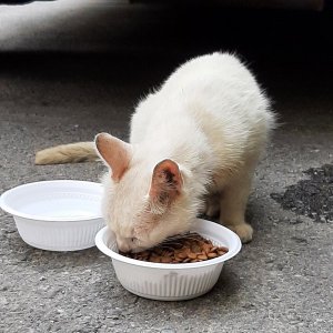 고양이 주인을 찾습니다 고양이 전단지