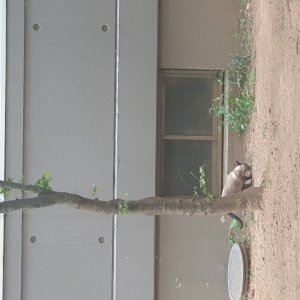 고양이 주인을 찾습니다 샴 경기도 고양시 덕양구