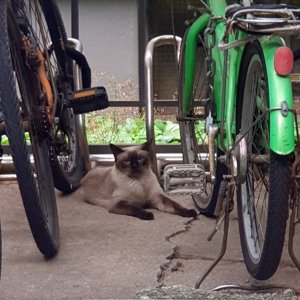 고양이 주인을 찾습니다 고양이 전단지