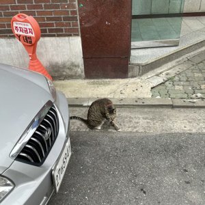 고양이 목격 기타묘종 서울특별시 동대문구