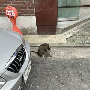 고양이 주인을 찾습니다 고양이 전단지