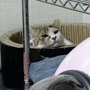 고양이 실종 믹스묘 인천광역시 계양구