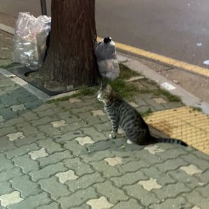 고양이 목격 코리아쇼트헤어 서울특별시 송파구