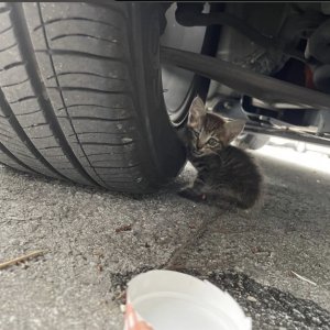 고양이 주인을 찾습니다 고양이 전단지