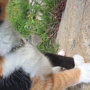 고양이 주인을 찾습니다 기타묘종 부산광역시 해운대구