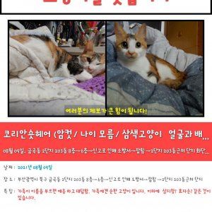 고양이를 찾습니다 고양이 전단지