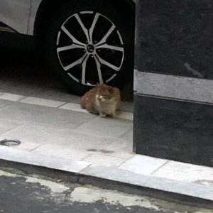 고양이 주인을 찾습니다 고양이 전단지