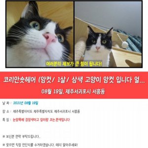 고양이를 찾습니다 고양이 전단지