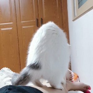 고양이를 찾습니다 고양이 전단지