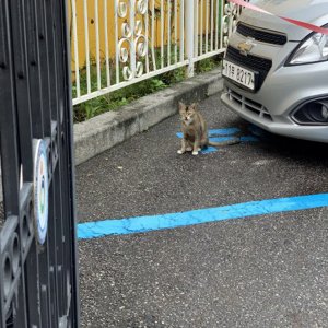 고양이 주인을 찾습니다 고양이 전단지