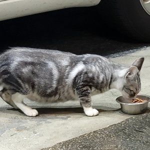 고양이 주인을 찾습니다 고양이 전단지