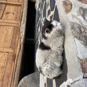 고양이 주인을 찾습니다 기타묘종 경기도 광주시