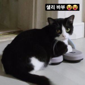 고양이를 찾습니다 고양이 전단지