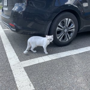 고양이 목격 기타묘종 경기도 파주시