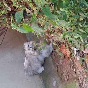 고양이 주인을 찾습니다 고양이 전단지