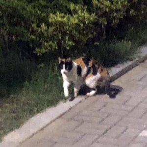 고양이 주인을 찾습니다 고양이 전단지