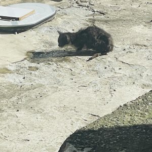 고양이 주인을 찾습니다 고양이 전단지