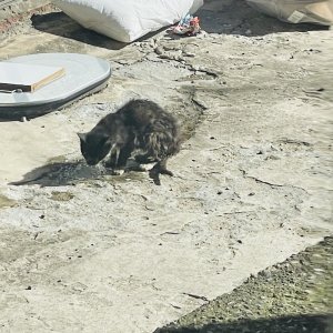 고양이 구조 기타묘종 경기도 의정부시