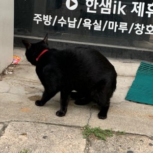 고양이 주인을 찾습니다 기타묘종 서울특별시 은평구