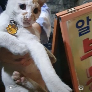 고양이 주인을 찾습니다 고양이 전단지