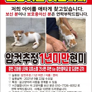 고양이를 찾습니다 기타묘종 강원도 춘천시