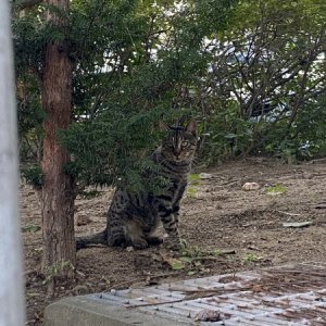 고양이 목격 벵갈캣 서울특별시 광진구