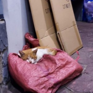 고양이 주인을 찾습니다 기타묘종 서울특별시 광진구