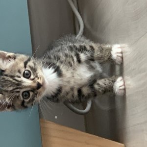 고양이 주인을 찾습니다 고양이 전단지